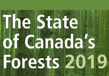 Rapporto annuale sullo stato delle foreste canadesi