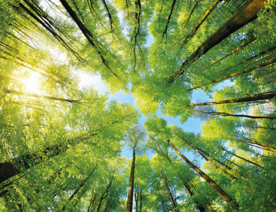 Hörmann Italia e il progetto di protezione forestale a Pacajá, in Brasile