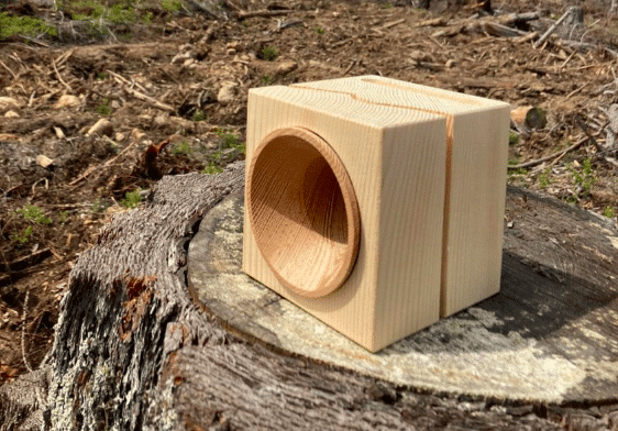 La foresta rinasce grazie a Vaia Cube